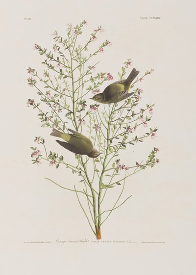 Birds of America」のイラスト 作： John James Audubon