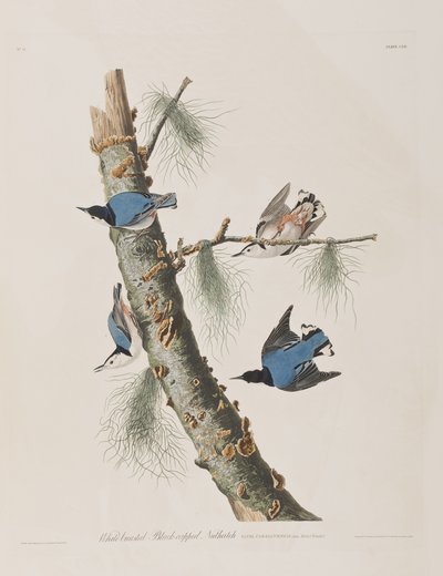 Birds of America」のイラスト 作： John James Audubon