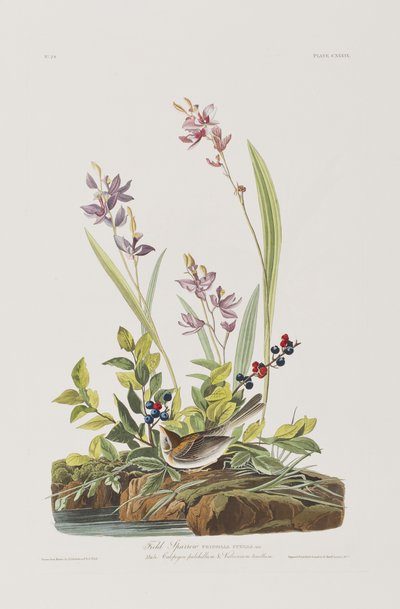 Birds of America」のイラスト 作： John James Audubon