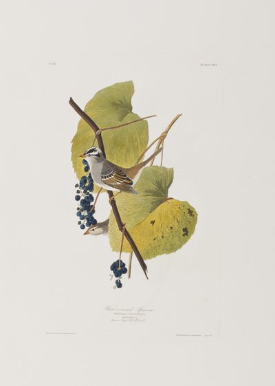 Birds of America」のイラスト 作： John James Audubon