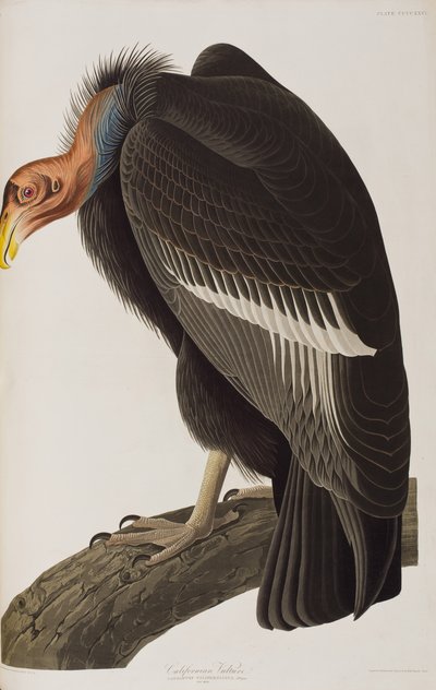 Birds of America」のイラスト 作： John James Audubon