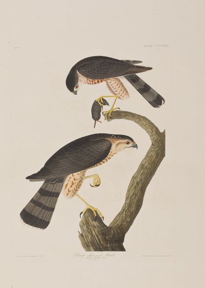 Birds of America」のイラスト 作： John James Audubon