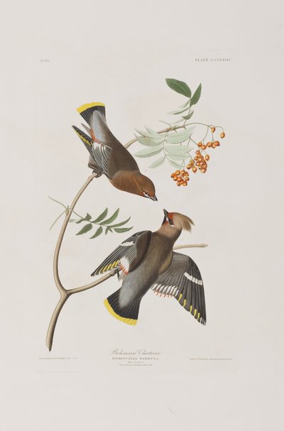 Birds of America」のイラスト 作： John James Audubon