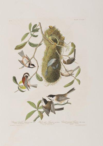 Birds of America」のイラスト 作： John James Audubon
