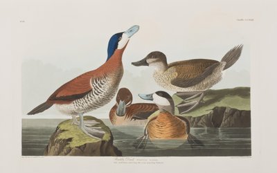 Birds of America」のイラスト 作： John James Audubon