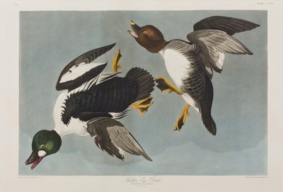 Birds of America」のイラスト 作： John James Audubon
