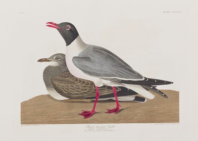 Birds of America」のイラスト 作： John James Audubon