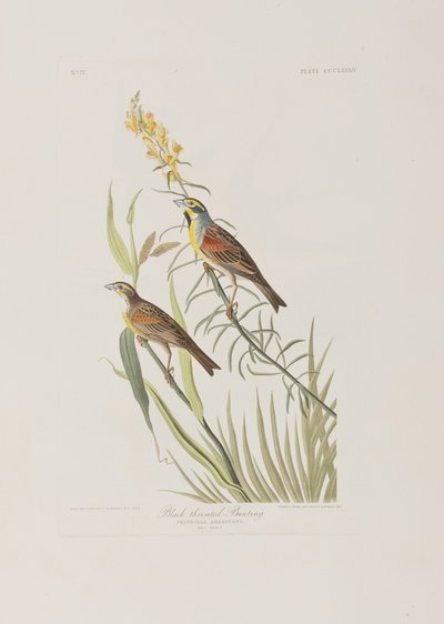 Birds of America」のイラスト 作： John James Audubon