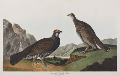 Birds of America」のイラスト 作： John James Audubon
