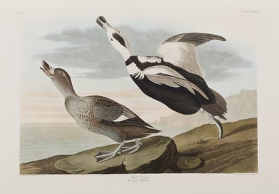 Birds of America」のイラスト 作： John James Audubon