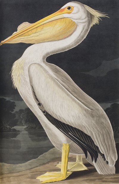 Birds of America」のイラスト 作： John James Audubon