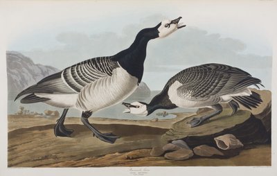 Birds of America」のイラスト 作： John James Audubon