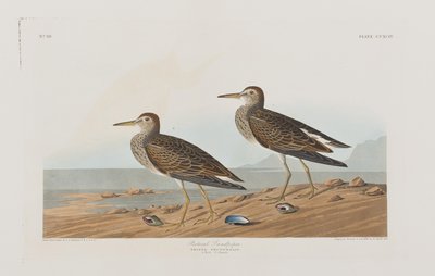 Birds of America」のイラスト 作： John James Audubon