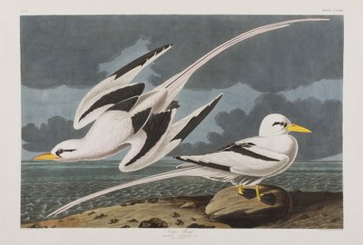 Birds of America」のイラスト 作： John James Audubon