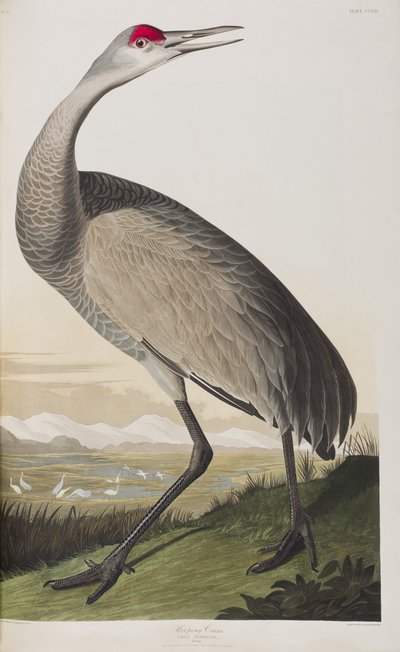 Birds of America」のイラスト 作： John James Audubon
