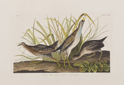 Birds of America」のイラスト 作： John James Audubon