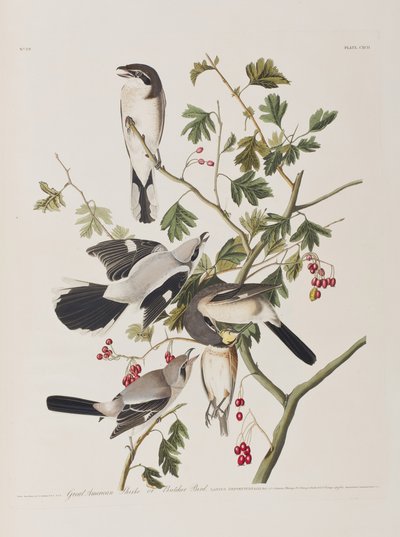 Birds of America」のイラスト 作： John James Audubon