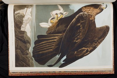 Birds of America」のイラスト 作： John James Audubon