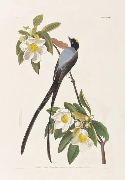 Birds of America」のイラスト 作： John James Audubon