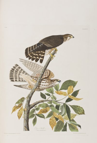 Birds of America」のイラスト 作： John James Audubon