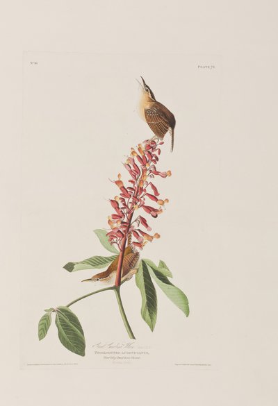 Birds of America」のイラスト 作： John James Audubon