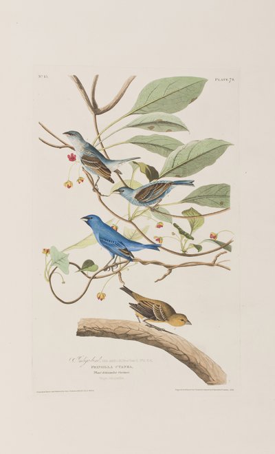Birds of America」のイラスト 作： John James Audubon