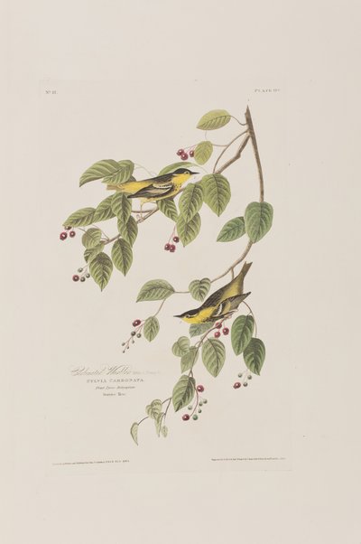 Birds of America」のイラスト 作： John James Audubon