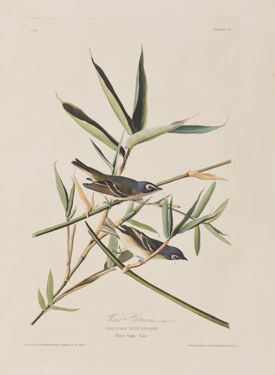Birds of America」のイラスト 作： John James Audubon