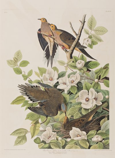Birds of America」のイラスト 作： John James Audubon