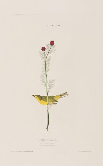 Birds of America」のイラスト 作： John James Audubon