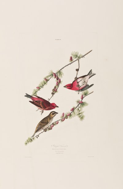 Birds of America」のイラスト 作： John James Audubon