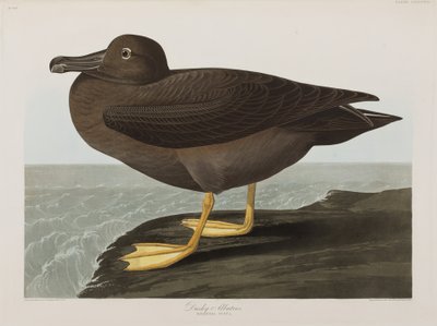 Birds of America」のイラスト 作： John James Audubon