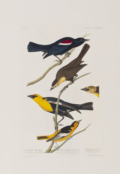 Birds of America」のイラスト 作： John James Audubon