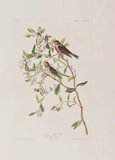 Birds of America」のイラスト 作： John James Audubon