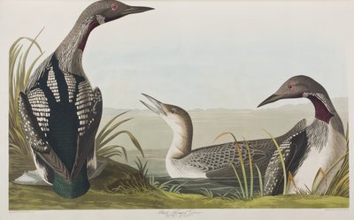 Birds of America」のイラスト 作： John James Audubon