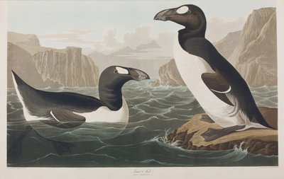 Birds of America」のイラスト 作： John James Audubon