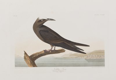 Birds of America」のイラスト 作： John James Audubon