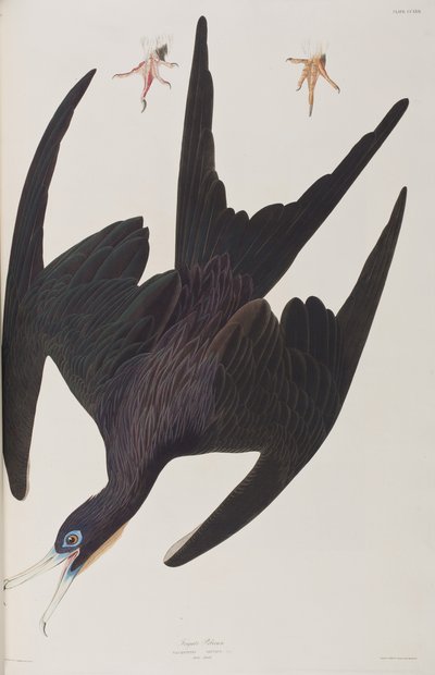 Birds of America」のイラスト 作： John James Audubon