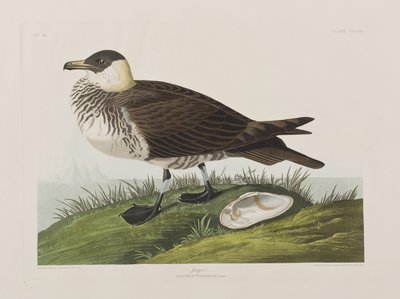 Birds of America」のイラスト 作： John James Audubon