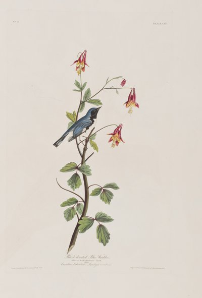 Birds of America」のイラスト 作： John James Audubon