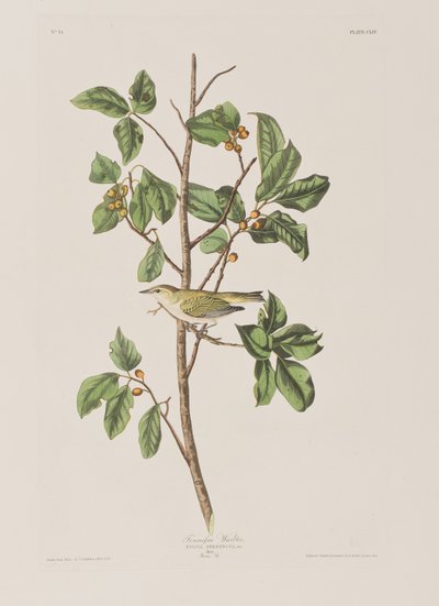 Birds of America」のイラスト 作： John James Audubon