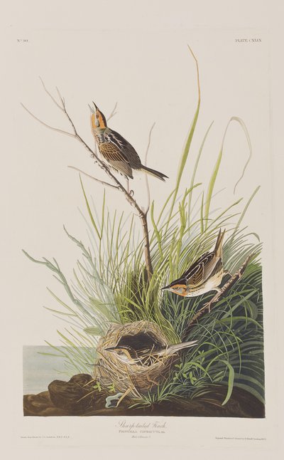 Birds of America」のイラスト 作： John James Audubon