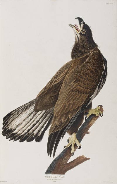 Birds of America」のイラスト 作： John James Audubon