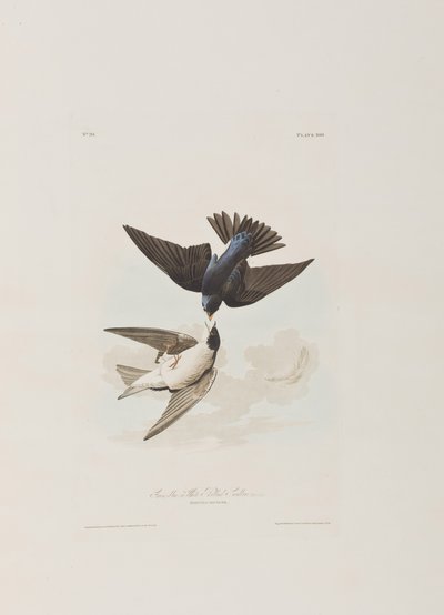 Birds of America」のイラスト 作： John James Audubon