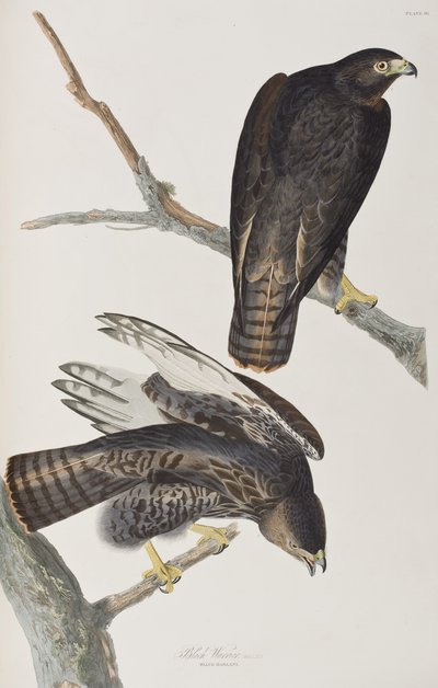 Birds of America」のイラスト 作： John James Audubon