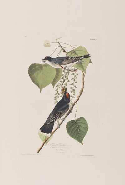 Birds of America」のイラスト 作： John James Audubon
