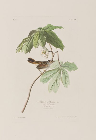 Birds of America」のイラスト 作： John James Audubon