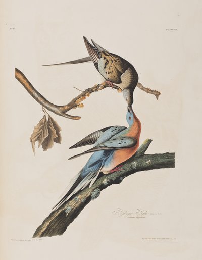Birds of America」のイラスト 作： John James Audubon