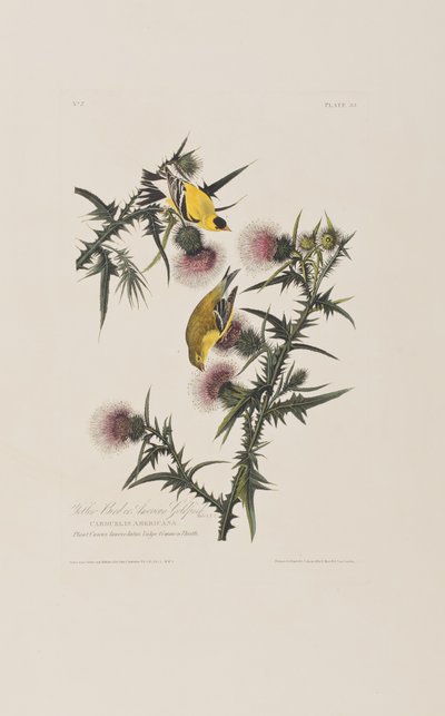 Birds of America」のイラスト 作： John James Audubon