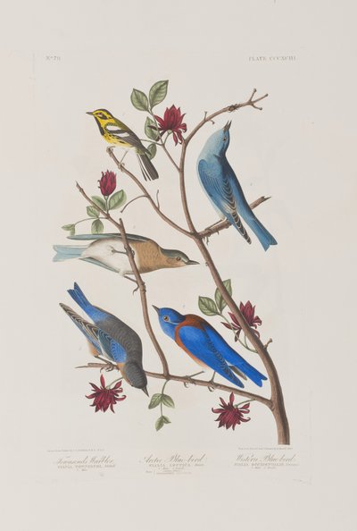Birds of America」のイラスト 作： John James Audubon